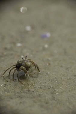 Riau, Rupat Adası 'ndaki bir plajda, kum köpüklü yengecin yakın çekimi.