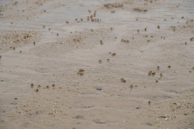 Riau, Rupat Adası 'ndaki bir sahilde kum köpüklü yengeç.