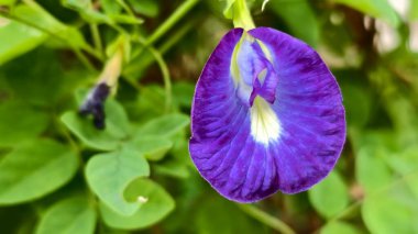 güzel mor kelebek bezelye çiçeği ya da klitoria Ternatea ya da Aparajita, yeşil yapraklı arkaplan