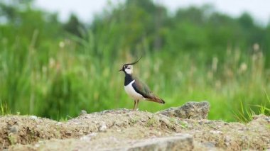 Kuzey Lapwing, Vanellus Vanellus yerde ve etrafa bakıyor.