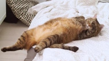Şişko kedi yatakta sırt üstü yatıyor.