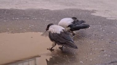 İki genç karga su birikintisinden su içer.