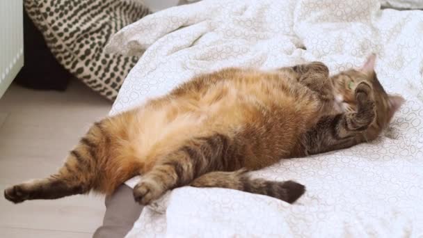 Fat cat lies on its back on the bed — Stock Video