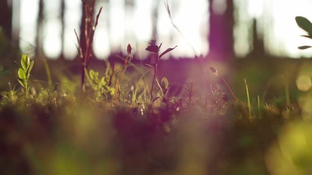 Macro shot d'herbe et de mousse dans une forêt du matin en Finlande. Flare lentille violette — Video