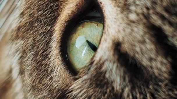 ใกล้ชิดกับใบหน้าแมวมาก วิธีการพิเศษบนดวงตา — วีดีโอสต็อก