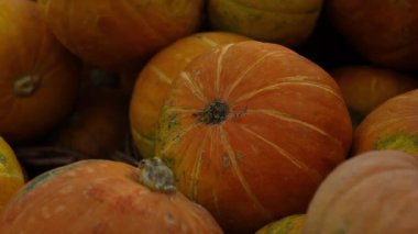 Taze küçük balkabakları mağazadaki tezgahın üzerinde yatıyor.