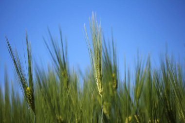 kulakları Rye bir yaz gününde