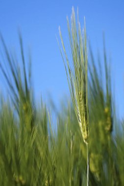 kulakları Rye bir yaz gününde