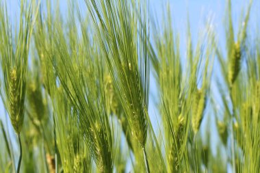 kulakları Rye bir yaz gününde