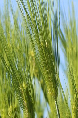 kulakları Rye bir yaz gününde
