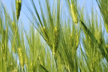 kulakları Rye bir yaz gününde