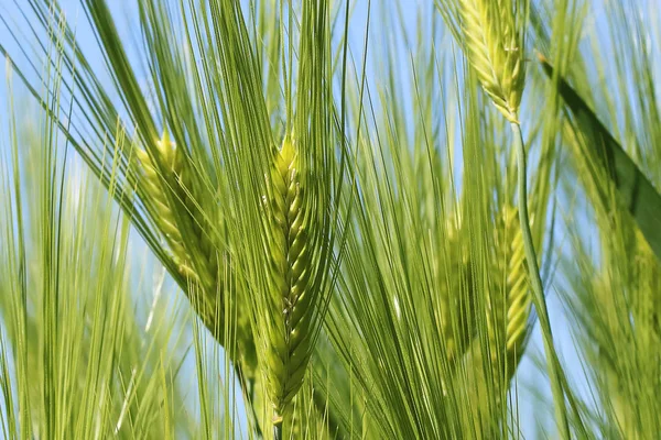 kulakları Rye bir yaz gününde