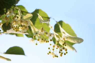 Tilia bahar güneşli gün çiçeği
