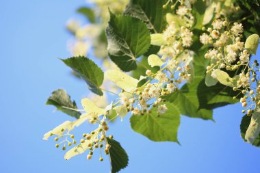 Tilia bahar güneşli gün çiçeği