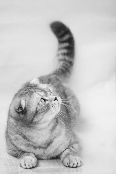 Katze schottischer Rasse auf der monochromen Fotografie — Stockfoto