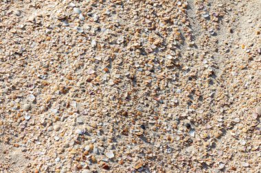 Altın kum yaz arka plan için kabukları ile