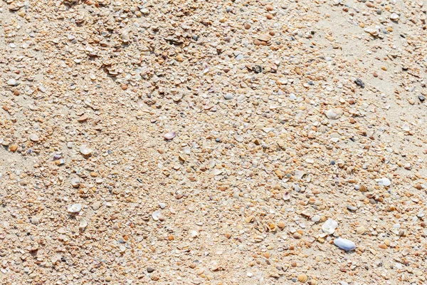 Sabbia Dorata Con Conchiglie Sfondo Estivo — Foto Stock