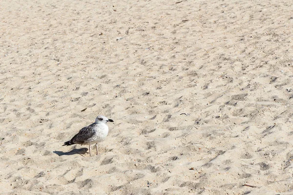 Arena Dorada Con Gaviota Para Fondo Verano — Foto de Stock