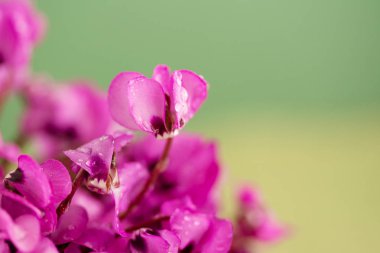 Erken ilkbaharda görünen bahar campanula'lar