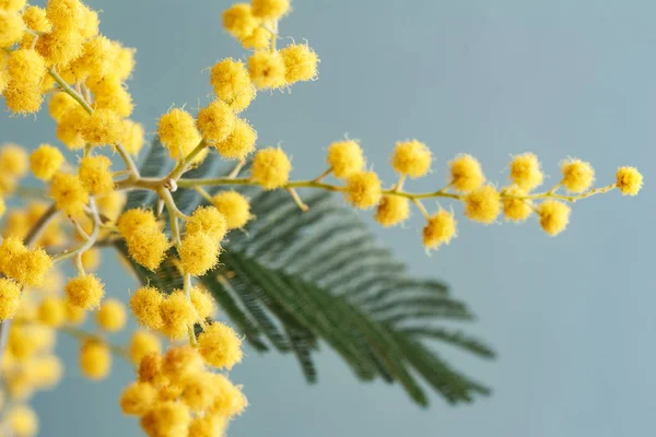 Mimosa are the first flowers of spring — Stock Photo, Image