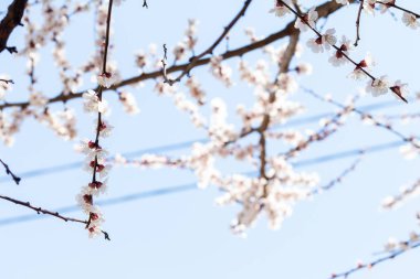 Çiçek açan ağaç