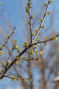 İlk Bahar yaprakları