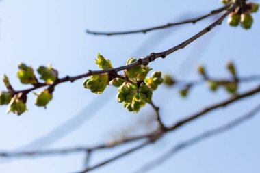 İlk Bahar yaprakları
