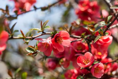 Çiçek açan ağaç