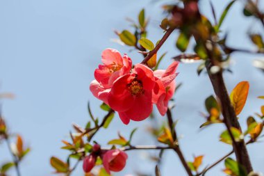 Çiçek açan ağaç