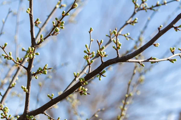 First spring leaves — Stock Photo, Image