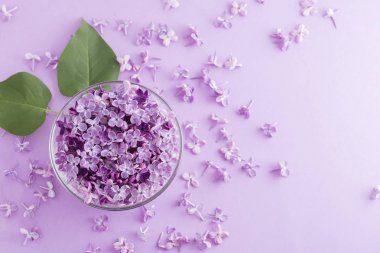 mor bir arka plan üzerinde çiçekaçan leylak