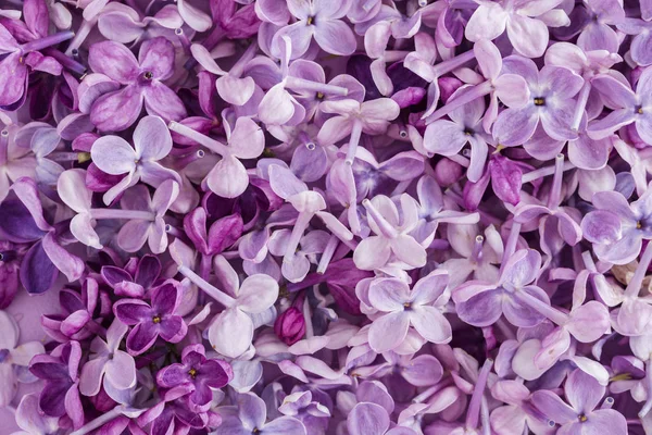 Floração lilás em um fundo roxo — Fotografia de Stock