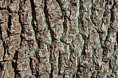 Kabuk dokusu içinde aşınmış çivi ile detaylı fotoğraf. Potsdam, Almanya, 2018 yakınındaki Pfaueninsel (tavus kuşu Adası)