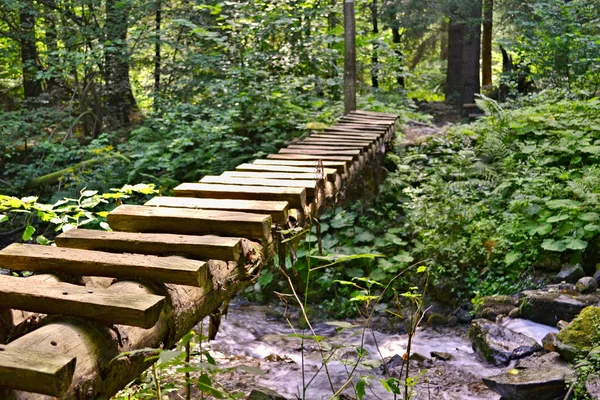 Passerella Legno Stretta Torrente Con Pietre Piante Verdi Foresta Sullo — Foto Stock