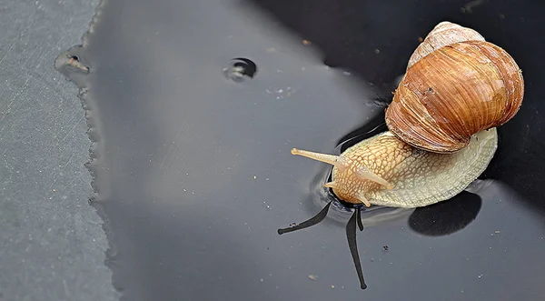 Snail on black ground runs out of the water. Snail is in the water near an edge. Detailed - closeup picture focused on snail front.