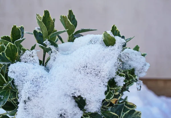 Hojas de arbusto parcialmente cubiertas de nieve con una pared en el fondo —  Fotos de Stock