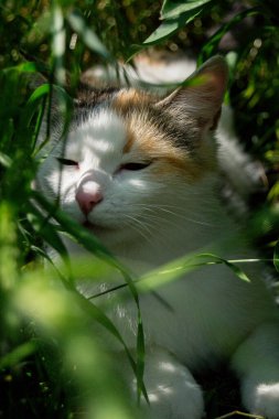 kedi içinde yeşil çimen