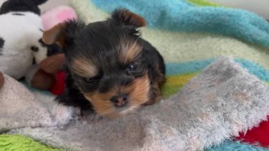 Şirin Yorkshire teriyeri yavrusu. Yumuşak köpek esniyor.