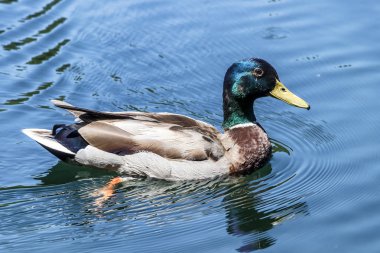 Yüzme göl yüzeyinde yeşilbaş ördek