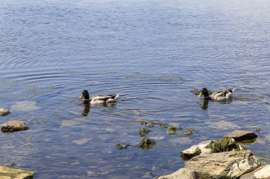 Yeşilbaş ördekler Killarney Milli Park önünde Ross Castle Gölü