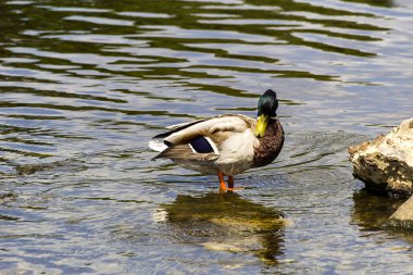 Killarney Milli Parkı önünde Ross Castle Gölü üzerinde yeşilbaş ördek
