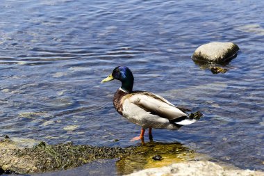 Killarney Milli Parkı önünde Ross Castle Gölü üzerinde yeşilbaş ördek