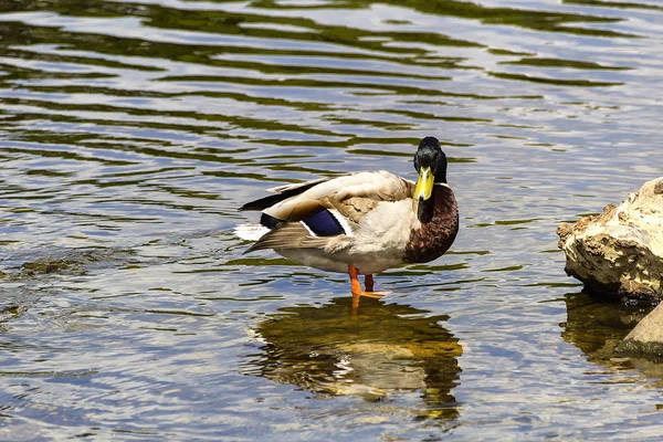 Mallard Pato Lago Frente Castelo Ross Parque Nacional Killarney — Fotografia de Stock