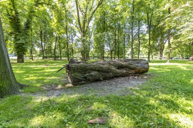 Düşmüş ağaç Sakson bahçe, Varşova, Polonya