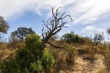 Watermill için eski ahşap tabela ile ölü ağaç izole