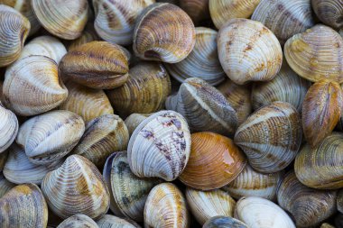 Dev istiridye (Almejas de Huelva dokusuna)