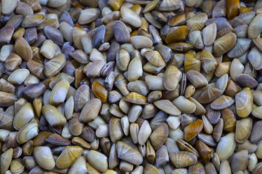 İstiridye (coquina doku) 