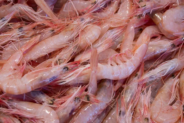 Textura Camarão Frutos Mar Gambas Blancas Isla Cristina Huelva — Fotografia de Stock