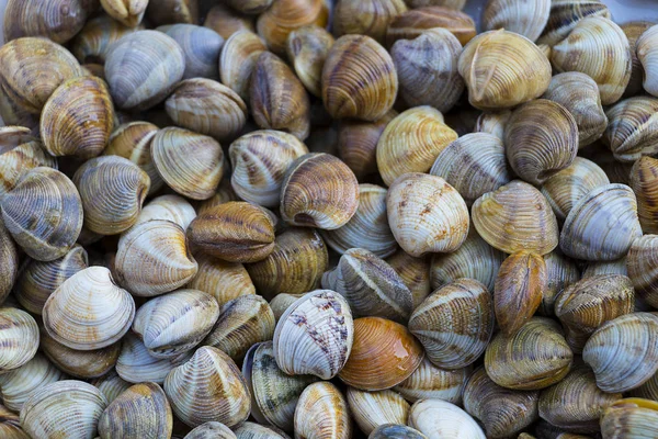 Текстура Гигантских Моллюсков Almejas Huelva — стоковое фото