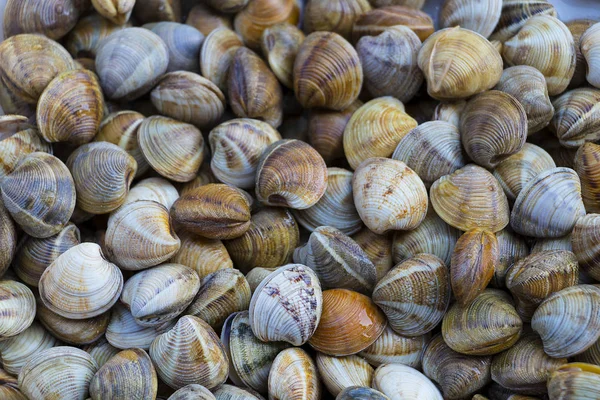 Textura Almejas Gigantes Almejas Huelva —  Fotos de Stock